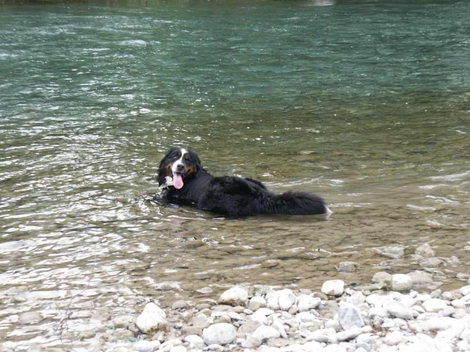 Benny in der Gail Pension Enzianbrenner B&B