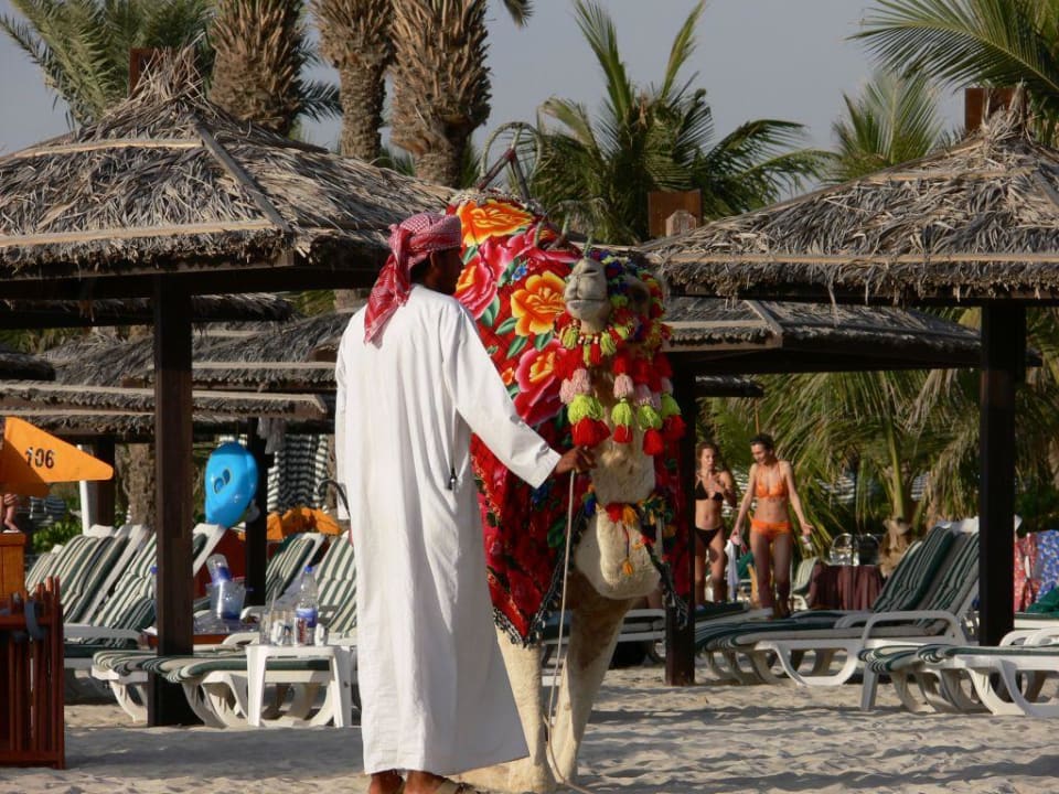 Kamel am Strand Jumeirah Beach Hotel