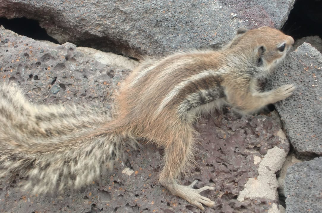 Zutrauliche Streifenhörnchen am Strand AluaVillage Fuerteventura