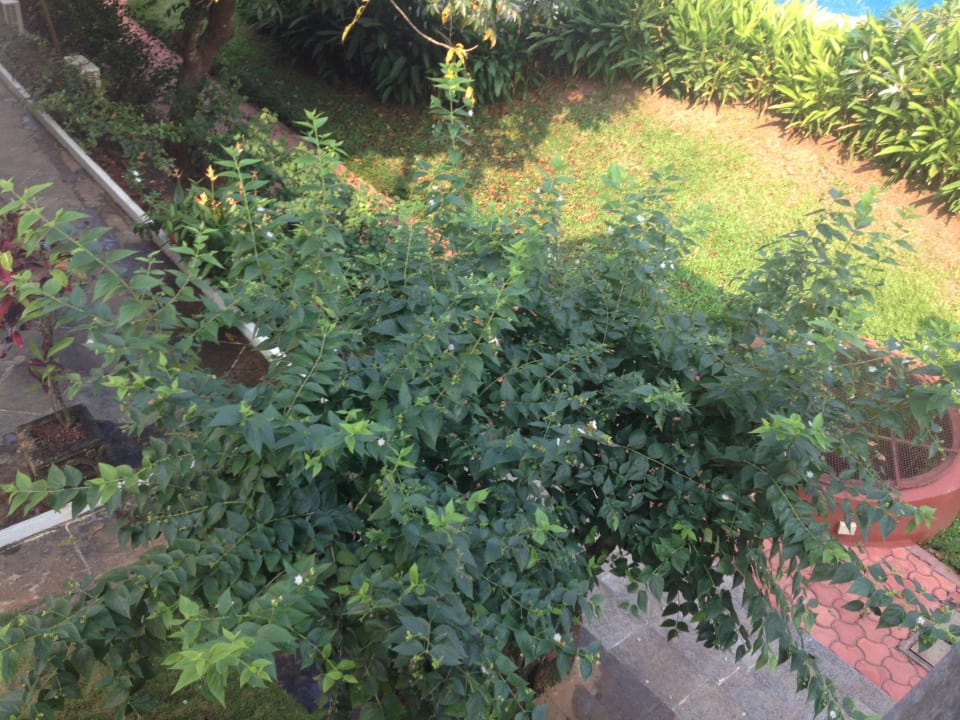 Hotelgarten Hotel Beleza By The Beach