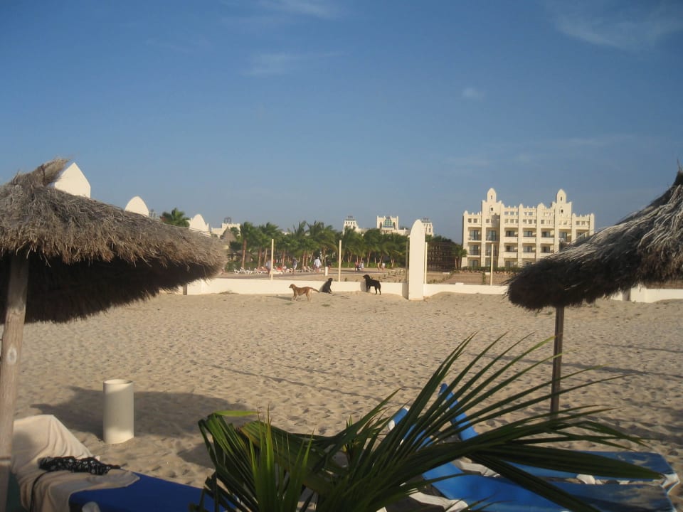 Strand Hunde Hotel Riu Karamboa