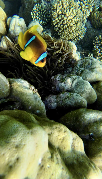 Strand Malikia Resort Abu Dabbab