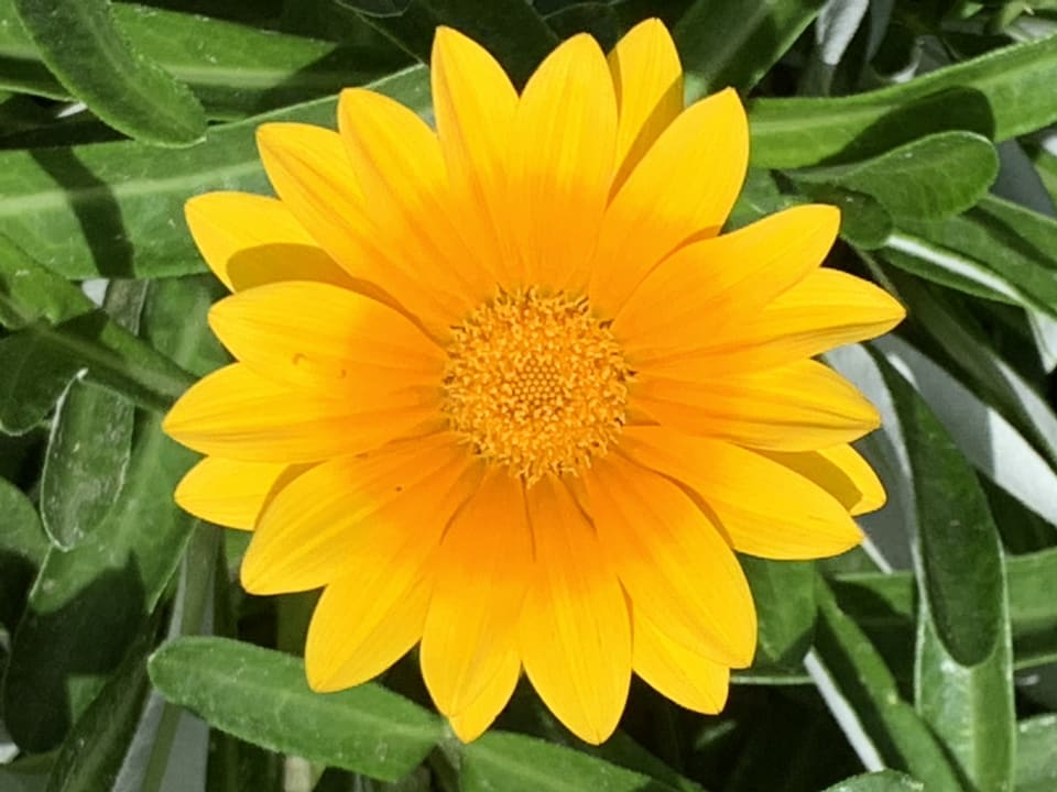 Gartenanlage Shams Prestige Abu Soma-Adults Only