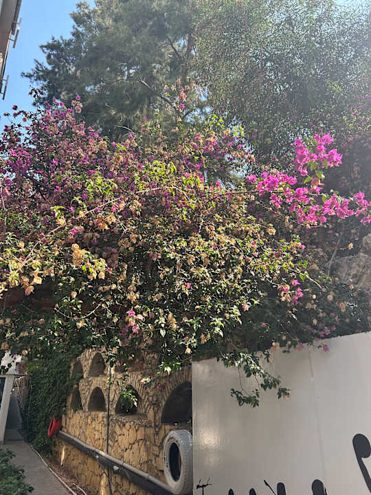 Gartenanlage Calimera Side Resort