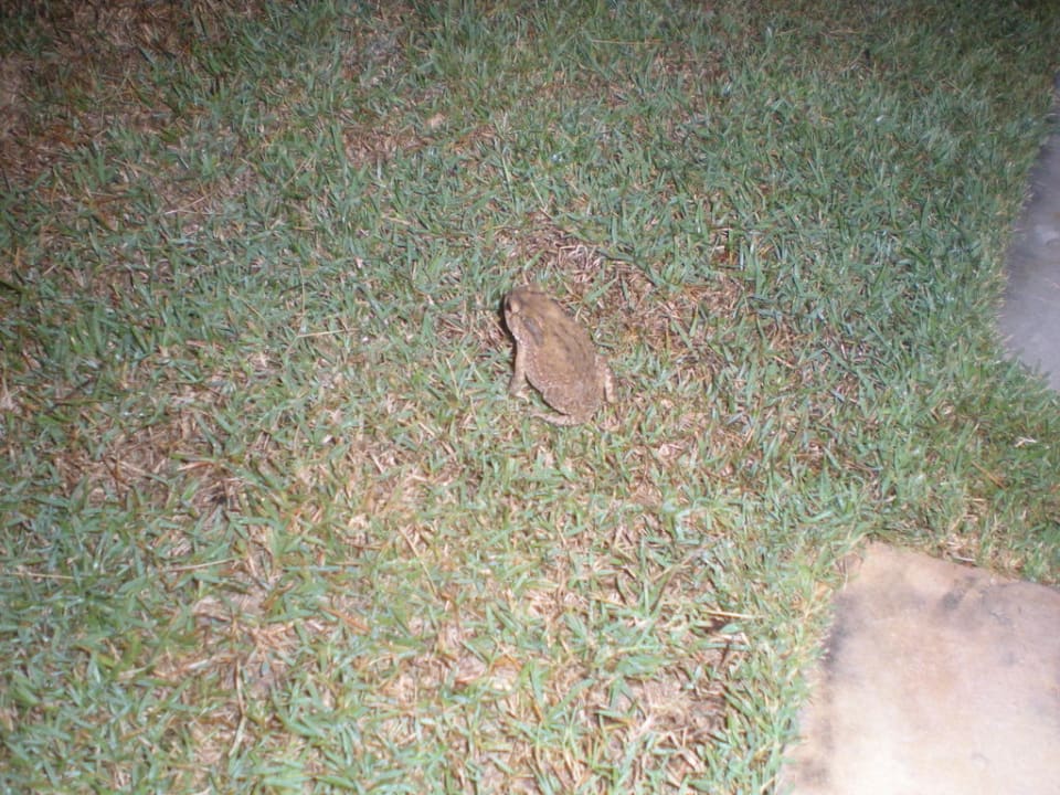 Frosch im Garten Hotel The Racha