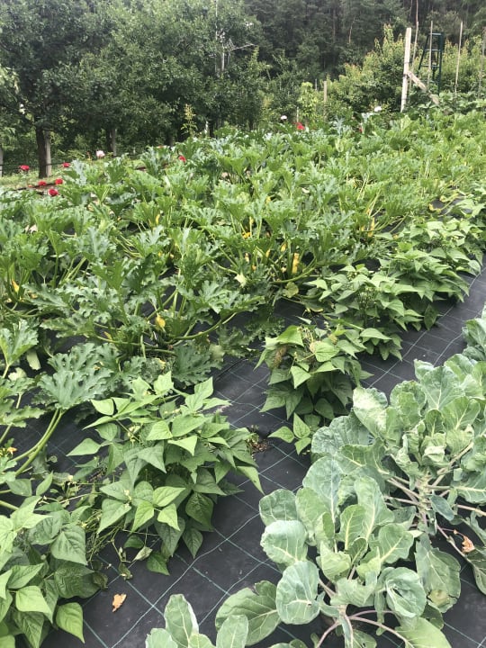 Gartenanlage Hotel Meringerhof