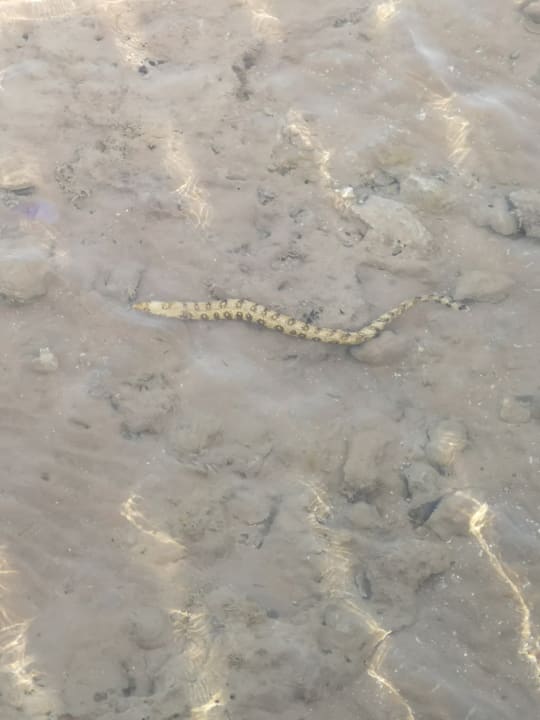 Strand Cleopatra Luxury Resort Makadi Bay