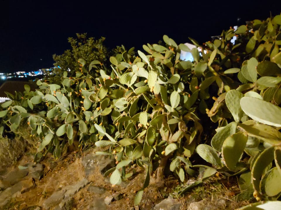 Gartenanlage Elounda Residence Resort & Waterpark