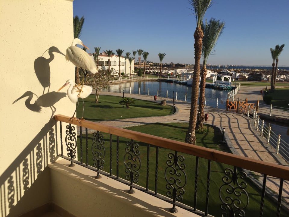 Ausblick Pickalbatros Dana Beach Resort - Hurghada