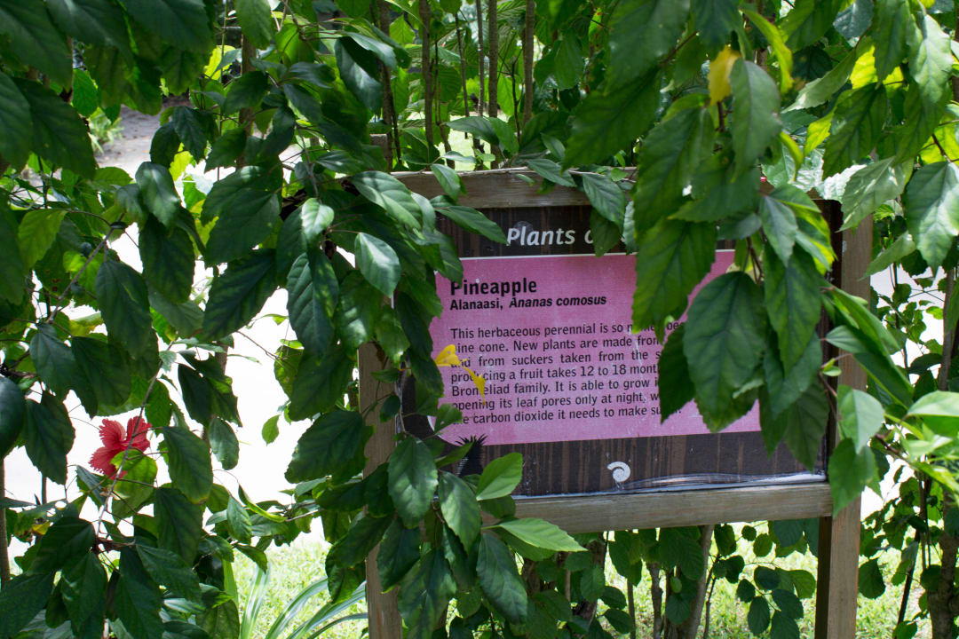 Wunderschöne Fauna  Kuramathi Maldives