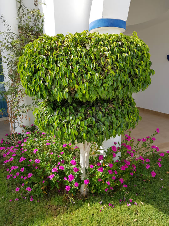 Gartenanlage Coral Sun Beach
