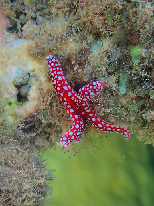 Sonstiges Shams Alam Beach Resort