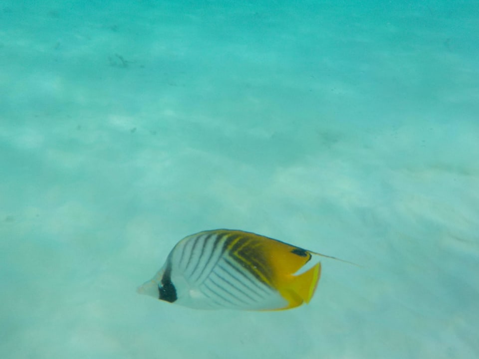 Unter Wasser Adaaran Prestige Water Villas - Premium All Inclusive