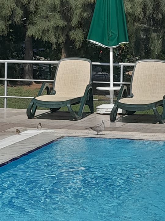 Pool Club Sidelya Hotel