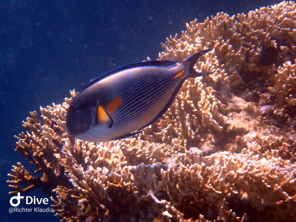 Strand Pickalbatros Sands Hotel - Port Ghalib