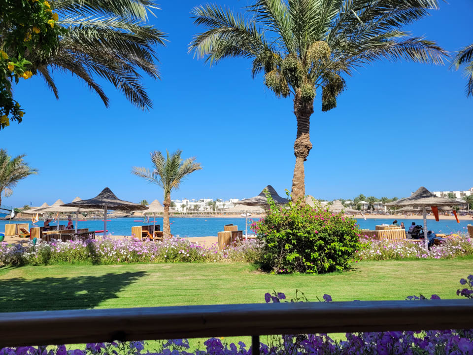 Ausblick Desert Rose