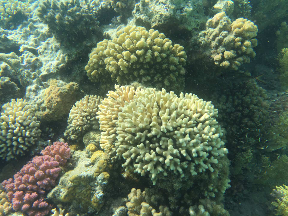 Sport & Freizeit Menaville Safaga