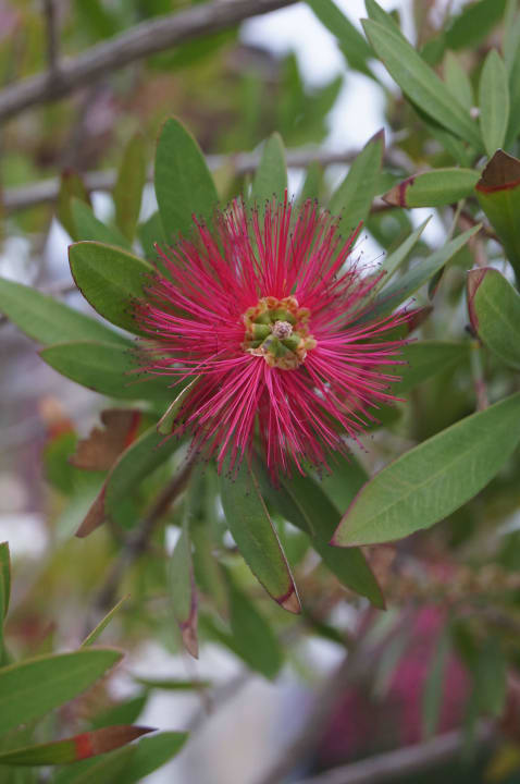 Pflanzenvielfalt Alianthos Garden Hotel