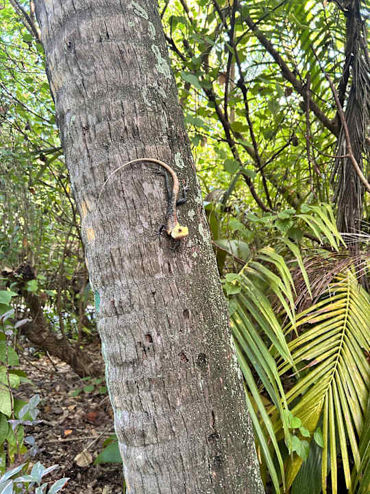 Gartenanlage Hotel Riu Atoll