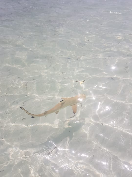 Strand Kuredu Island Resort & Spa