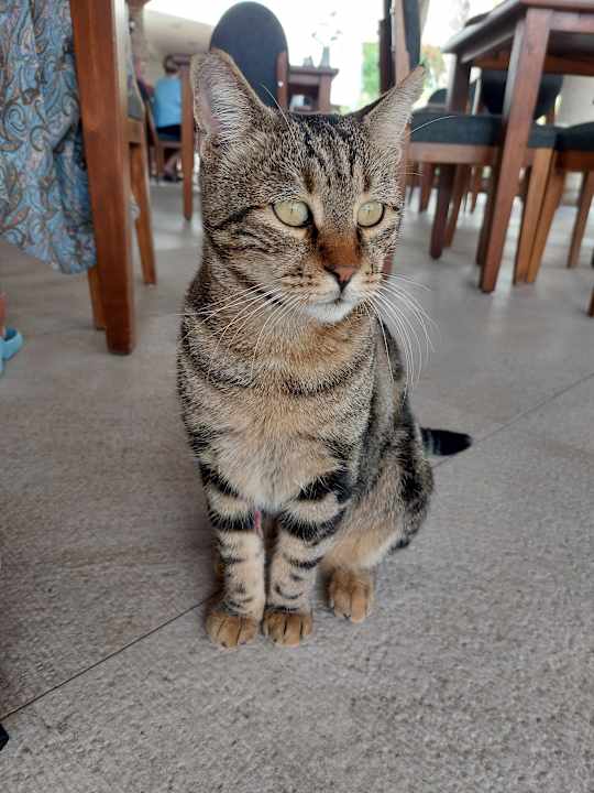 Sonstiges Hotel Defne Garden