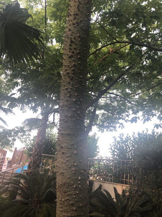 Gartenanlage Dream World Aqua Hotel