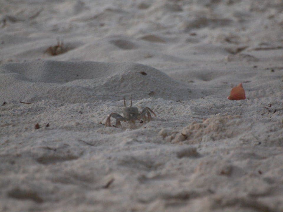 Strandbewohner Kuramathi Maldives
