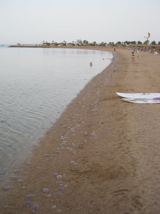Quallen am Strand Stella Beach Resort & Spa Makadi Bay
