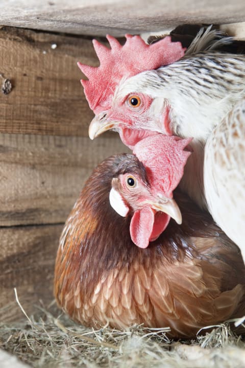 Sonstiges Naturferien Hilserhof