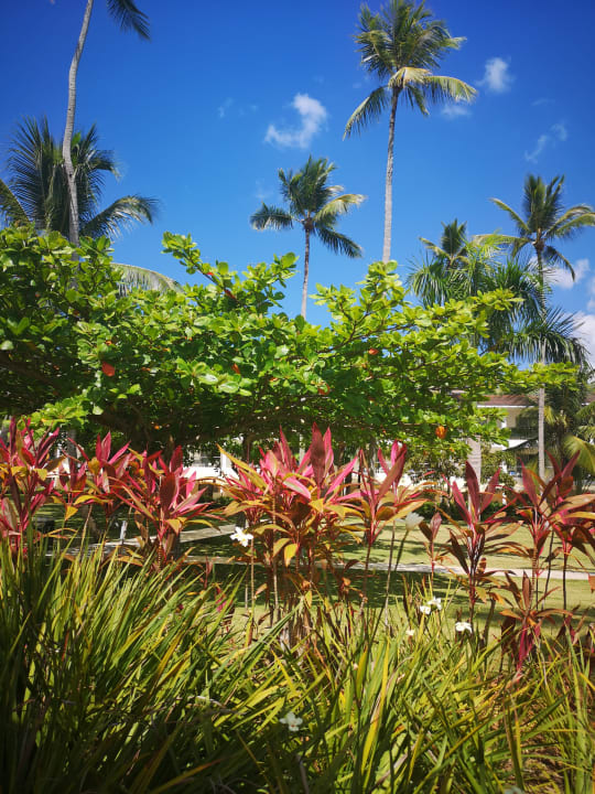 Gartenanlage Viva V Samana by Wyndham – Adults Only