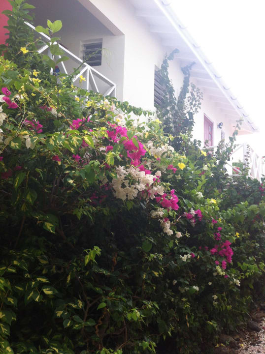 Bougainvillea Don Genaro Apartments