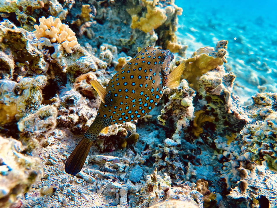 Strand Pickalbatros Royal Moderna Resort-Sharm El Sheikh