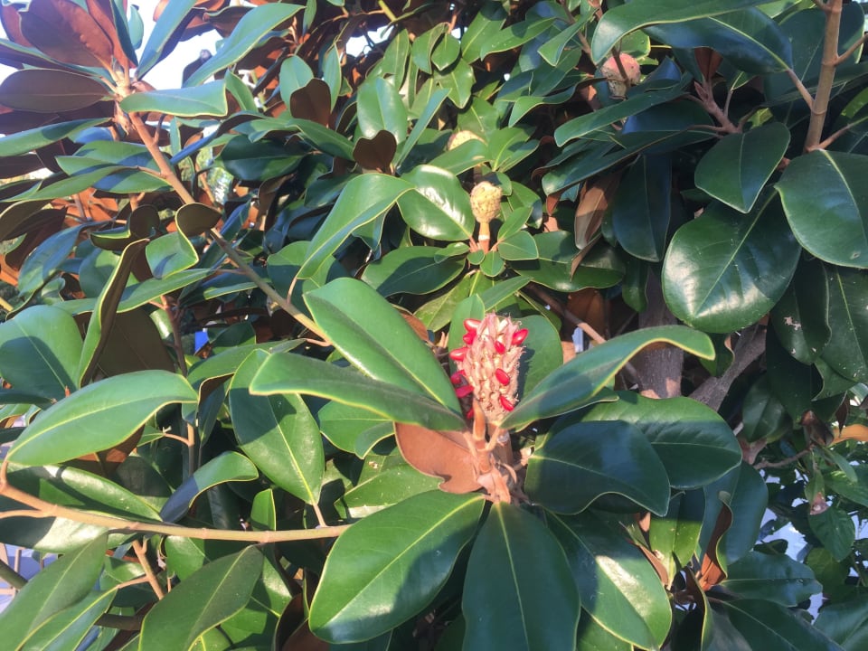 Gummibaum Labranda Alantur Resort