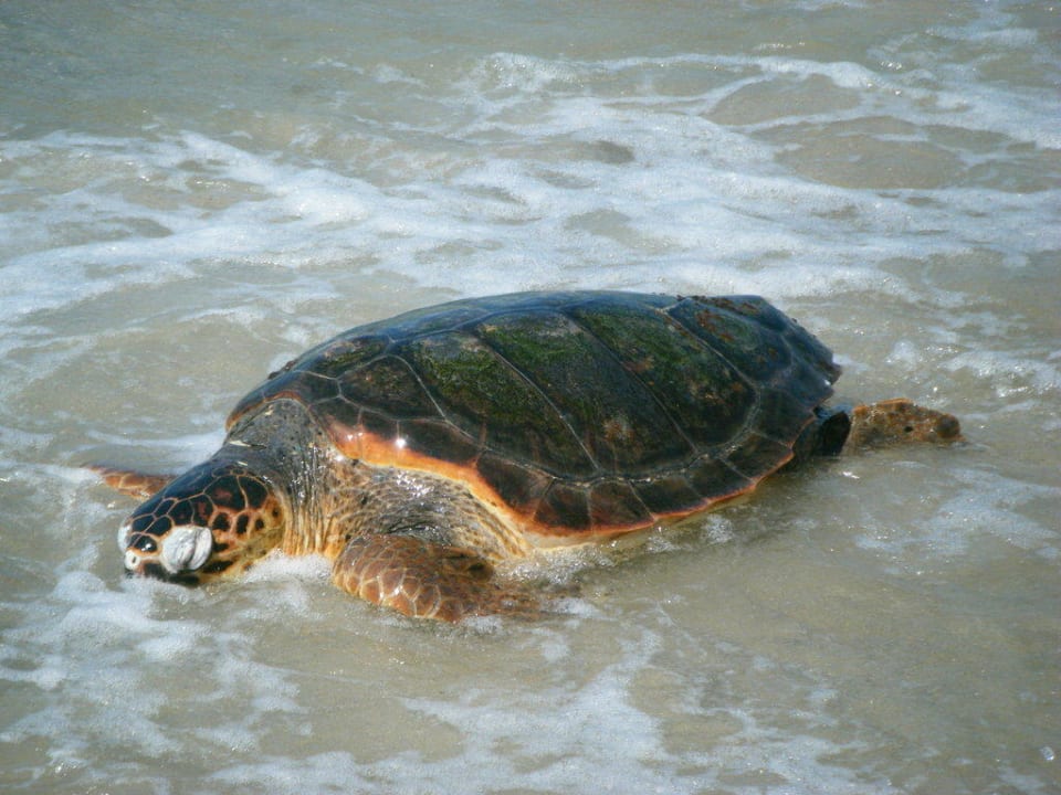 Meeresschildkröte Atlantica Marmari Beach