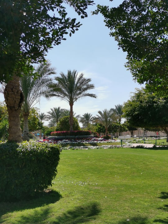 Gartenanlage Desert Rose