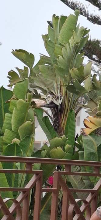 Gartenanlage Iberostar Waves Founty Beach