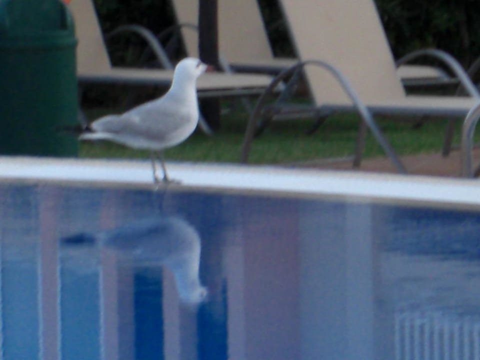 Möwe Grupotel Natura Playa