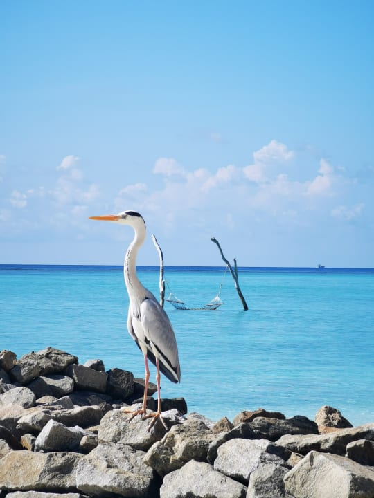 Strand Summer Island Maldives