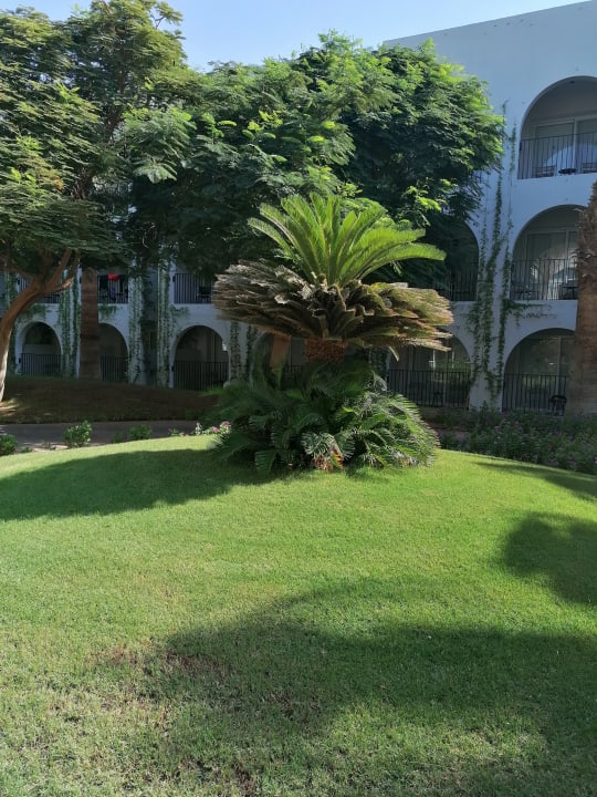 Gartenanlage Desert Rose