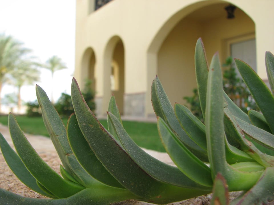 Hotel Stella Makadi Gardens Stella Garden Resort & Spa, Makadi Bay