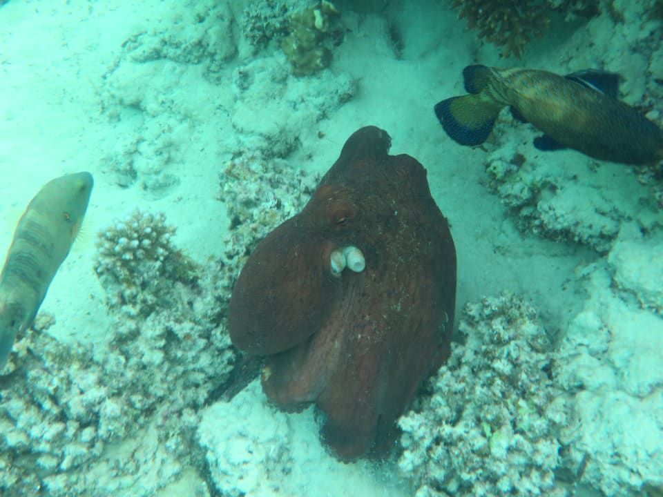 Strand Mövenpick Resort El Quseir