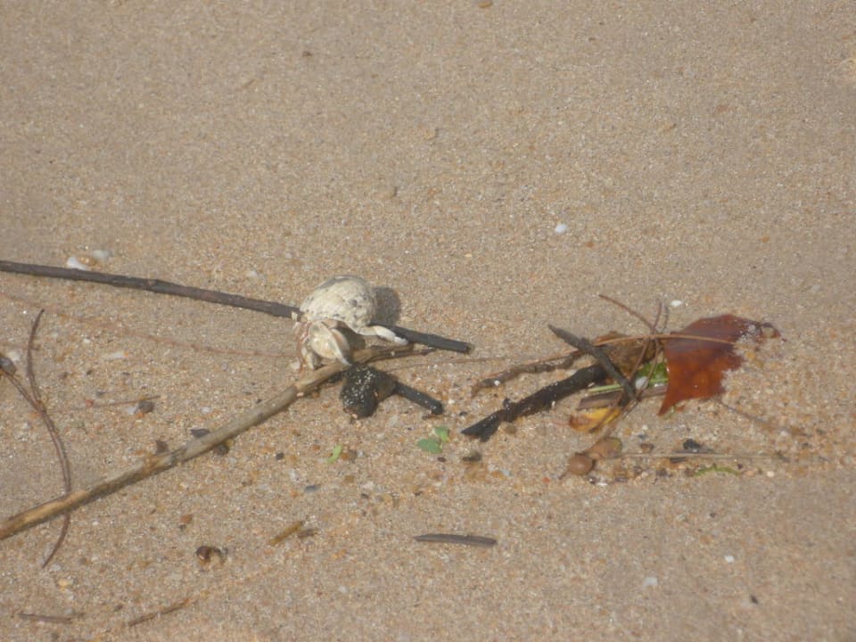 2011_Khao Lak Orchid Beach Khaolak Orchid Beach Resort