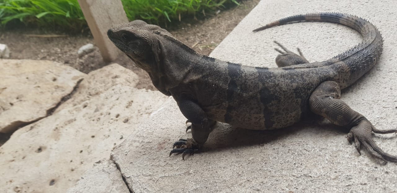 Gartenanlage Akumal Bay Beach & Wellness Resort