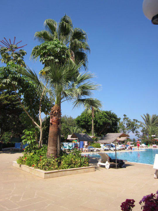 Palmen und Pool Crystal Springs Beach Hotel