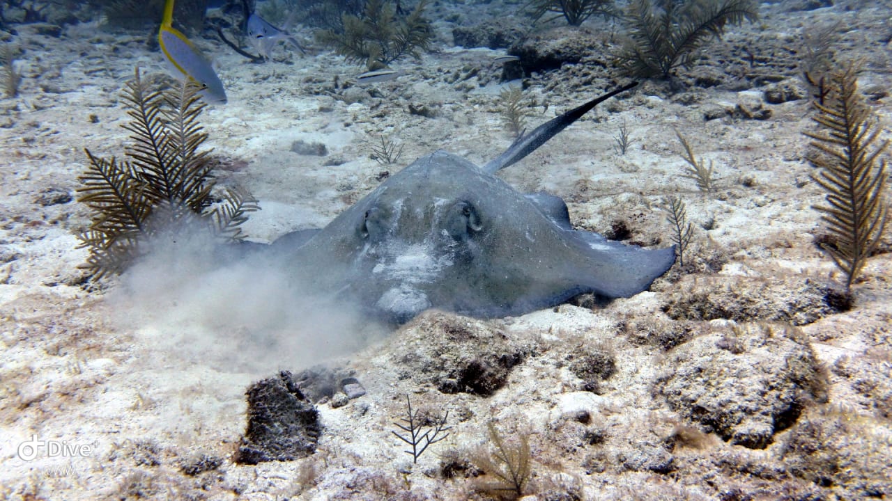 Sport & Freizeit Akumal Bay Beach & Wellness Resort