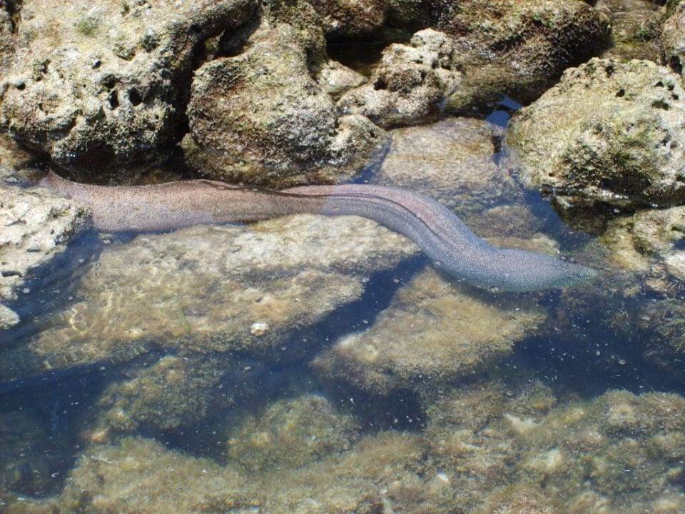 Muräne Summer Island Maldives