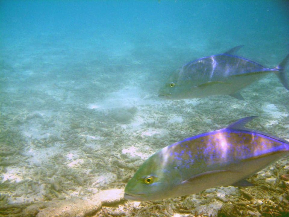 Fische am Steg Summer Island Maldives