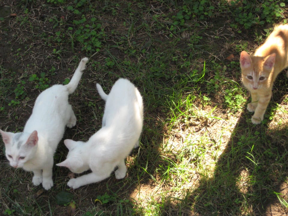 So goldig Sayanora Hotel