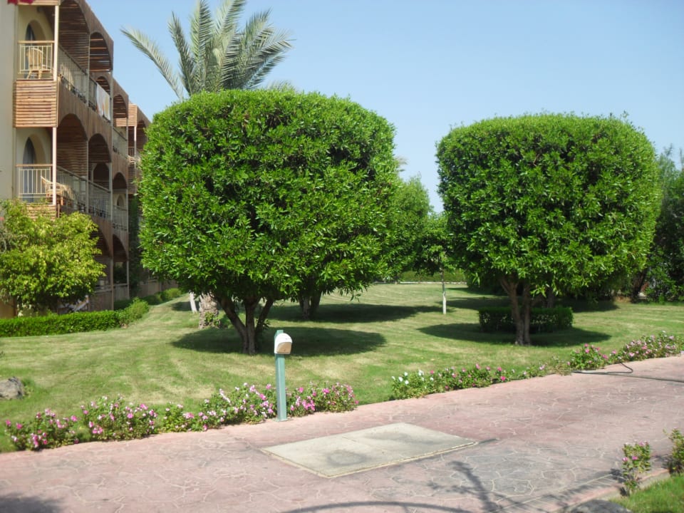 Gartenanlage Desert Rose