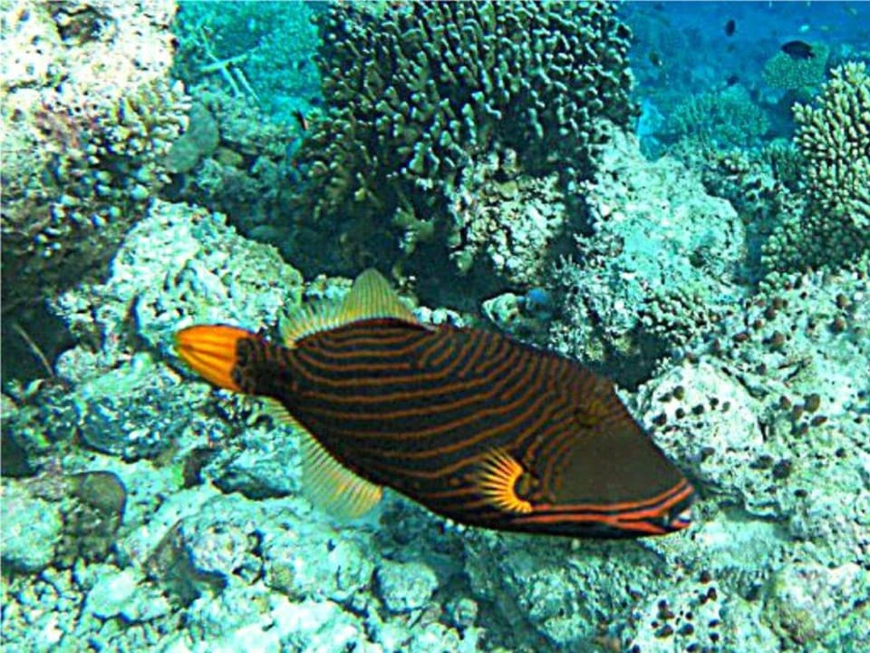 Am Hausriff Fihalhohi Maldives